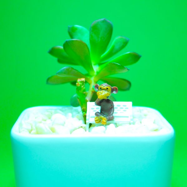 MONKEY + BENCH - Image 2