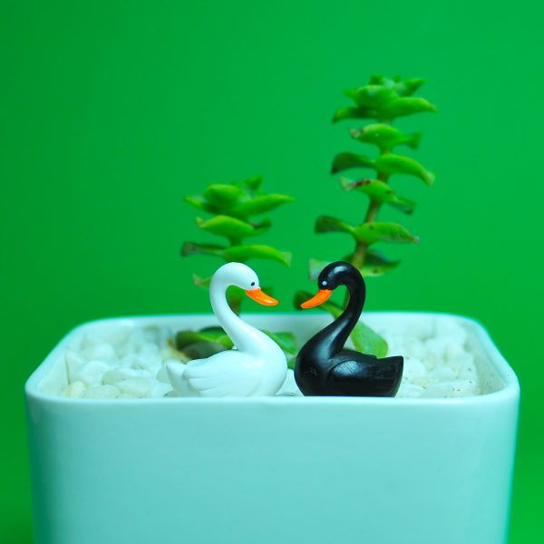 SWANS - Image 2
