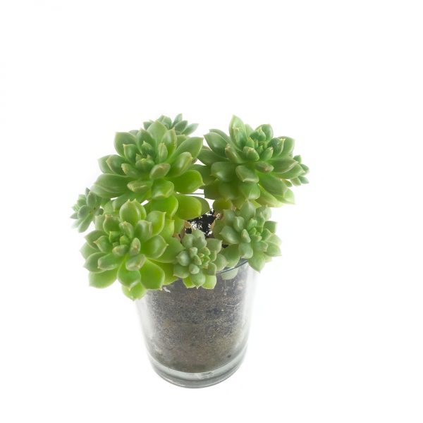 SUCCULENT MS005
