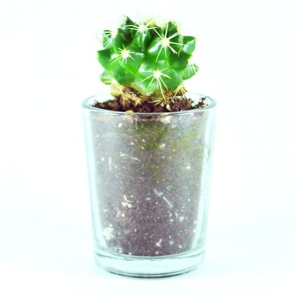 CACTI MC003