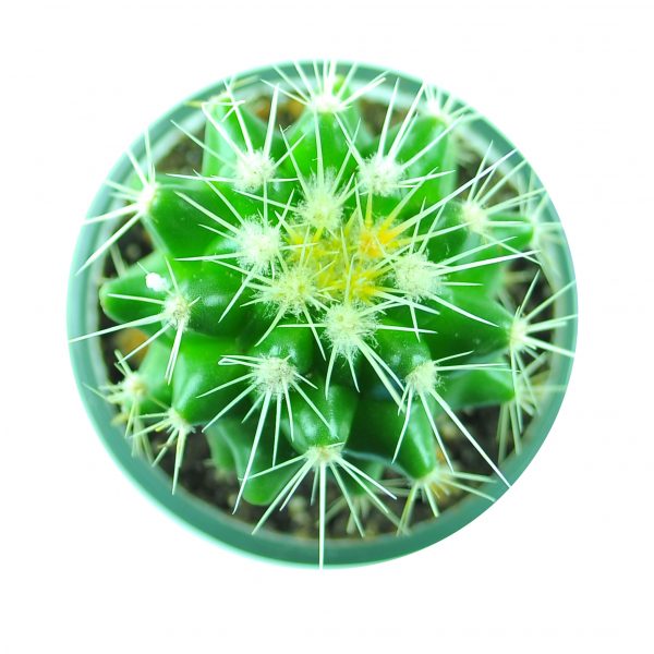 CACTI MC003 - Image 2