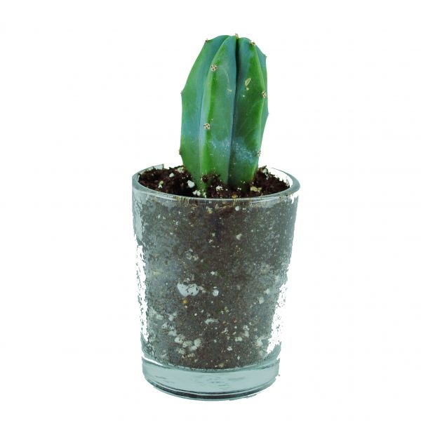 CACTI MC001