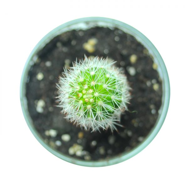 CACTI MC004 - Image 2
