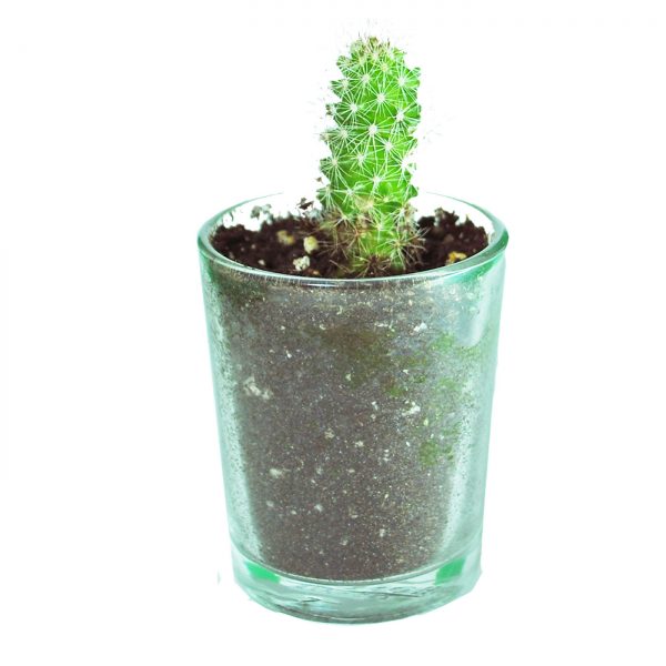 CACTI MC004