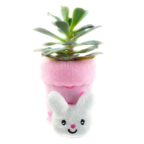 SOCK S007