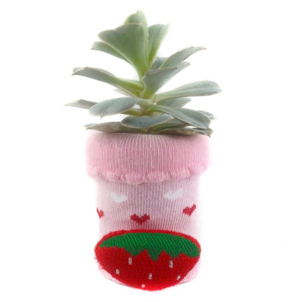 SOCK S004