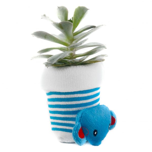 SOCK S003 - Image 2