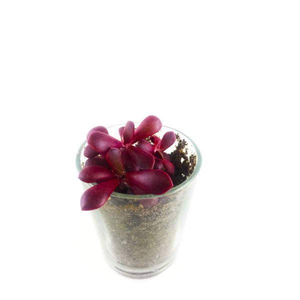 SUCCULENT MS004