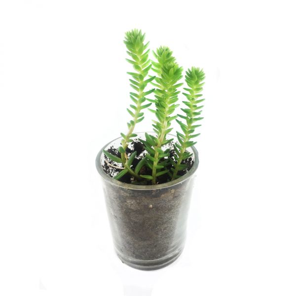 SUCCULENT MS008