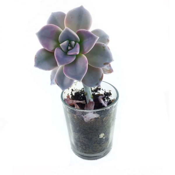 Succulent 001MS