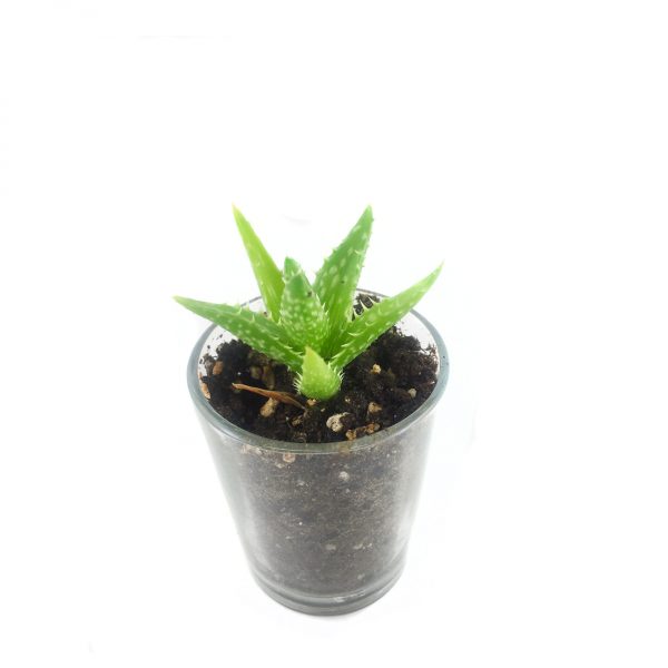 SUCCULENT MS014