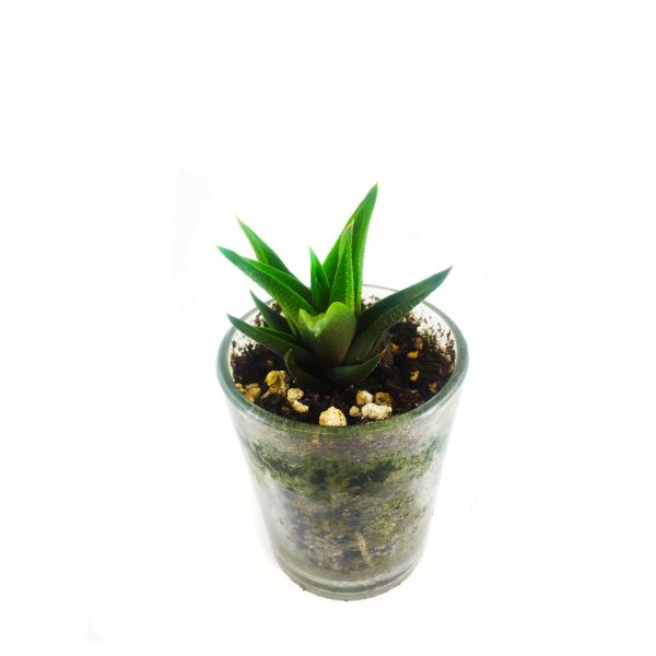 SUCCULENT MS012