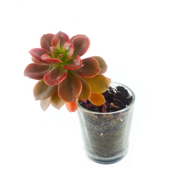 SUCCULENT MS013