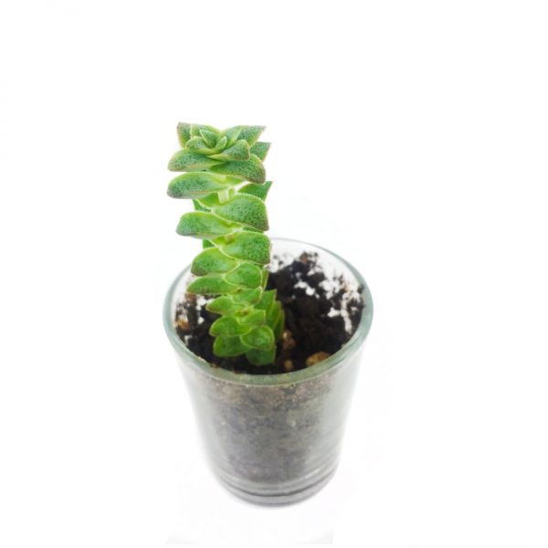 SUCCULENT MS016