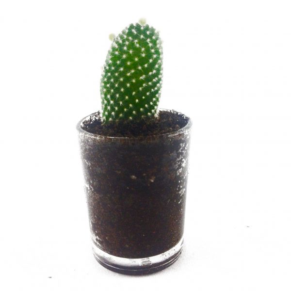 CACTI MC005