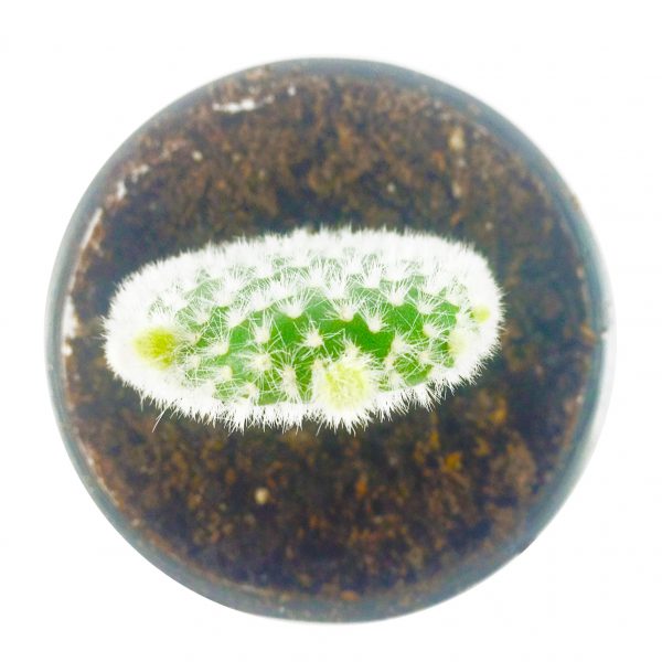 CACTI MC005 - Image 2