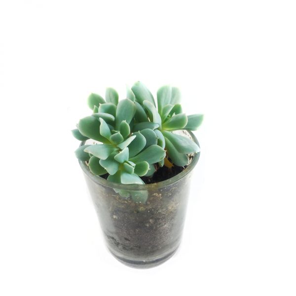 Succulent 004MS