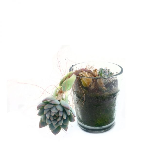 SUCCULENT 002MS
