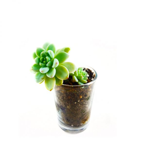 URBANIST MICRO 002