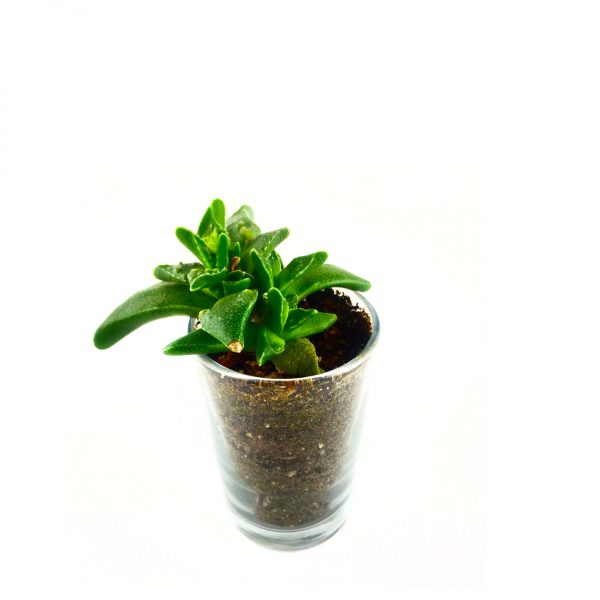 URBANIST MICRO 003