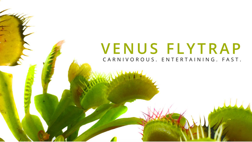 Venus Flytrap - MICRO PLANT STUDIO.