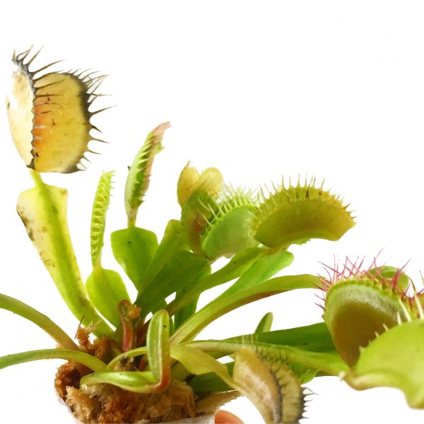Venus Flytrap - Image 3