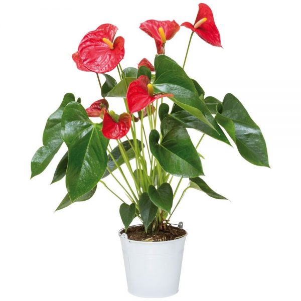 Anthurium Red