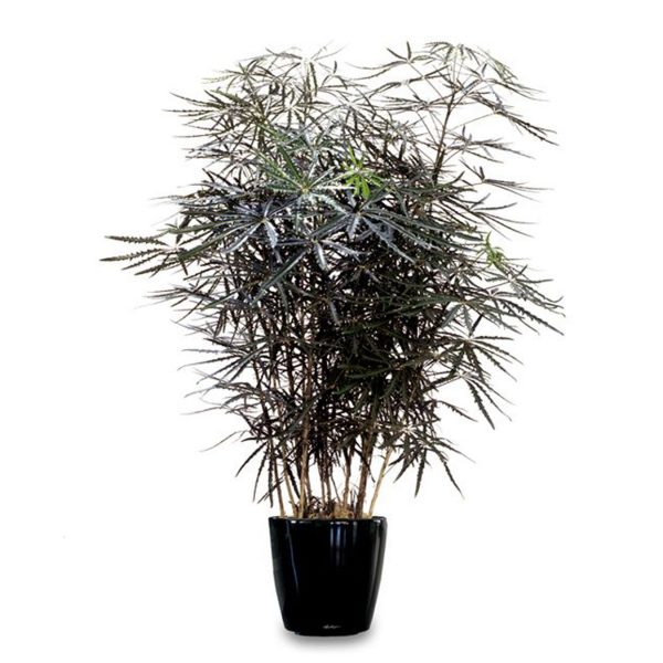 False Aralia