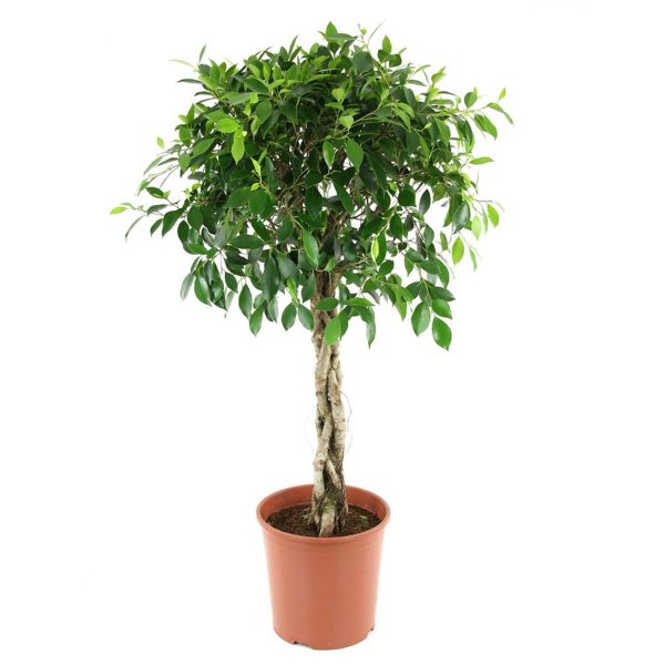 Ficus Tree Braided