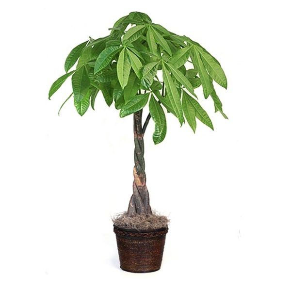 Money Tree