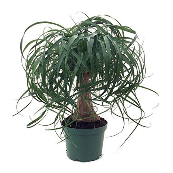 Ponytail Palm Succulent