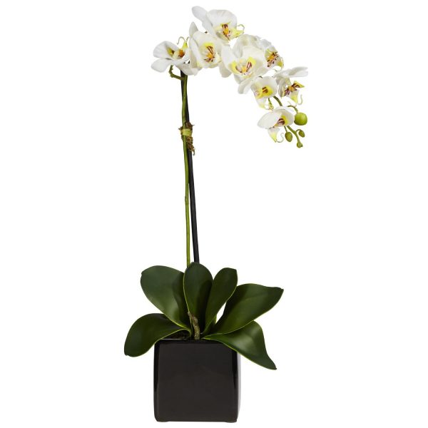 Cascading White Orchid