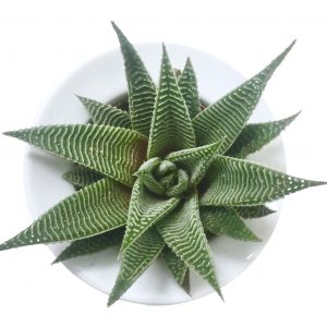 Succulents For Special Events Party Favors Micro Plant Studio