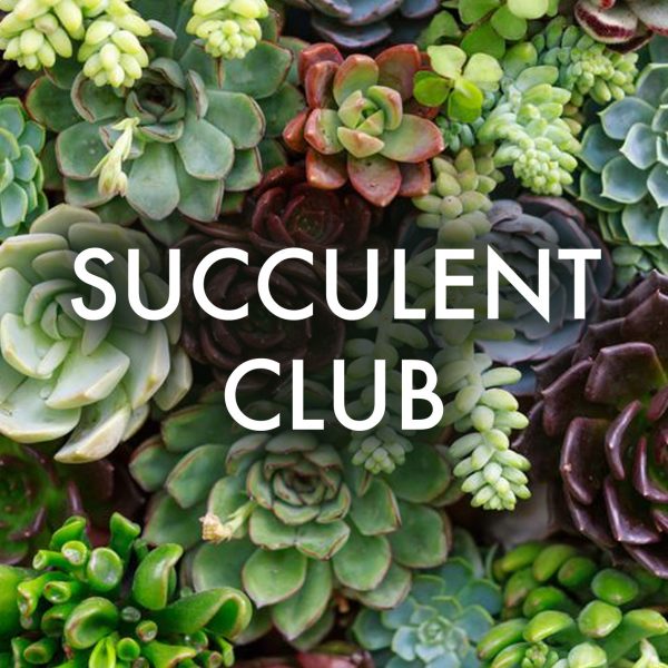 Succulent Club