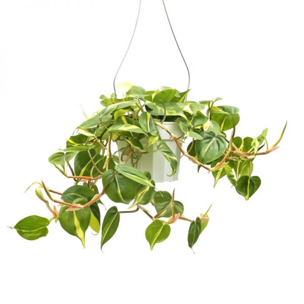 Pothos in a Hanging Macrame - Image 3