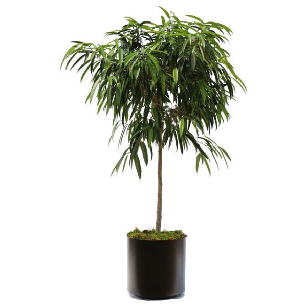 Ficus-Alii
