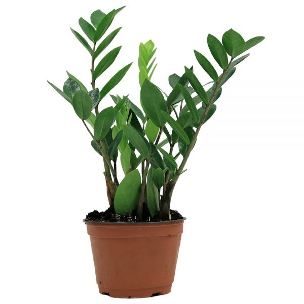 ZZ Plant