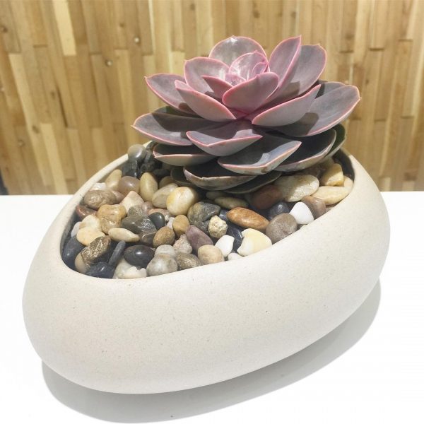 Echeveria Succulent Pink - W