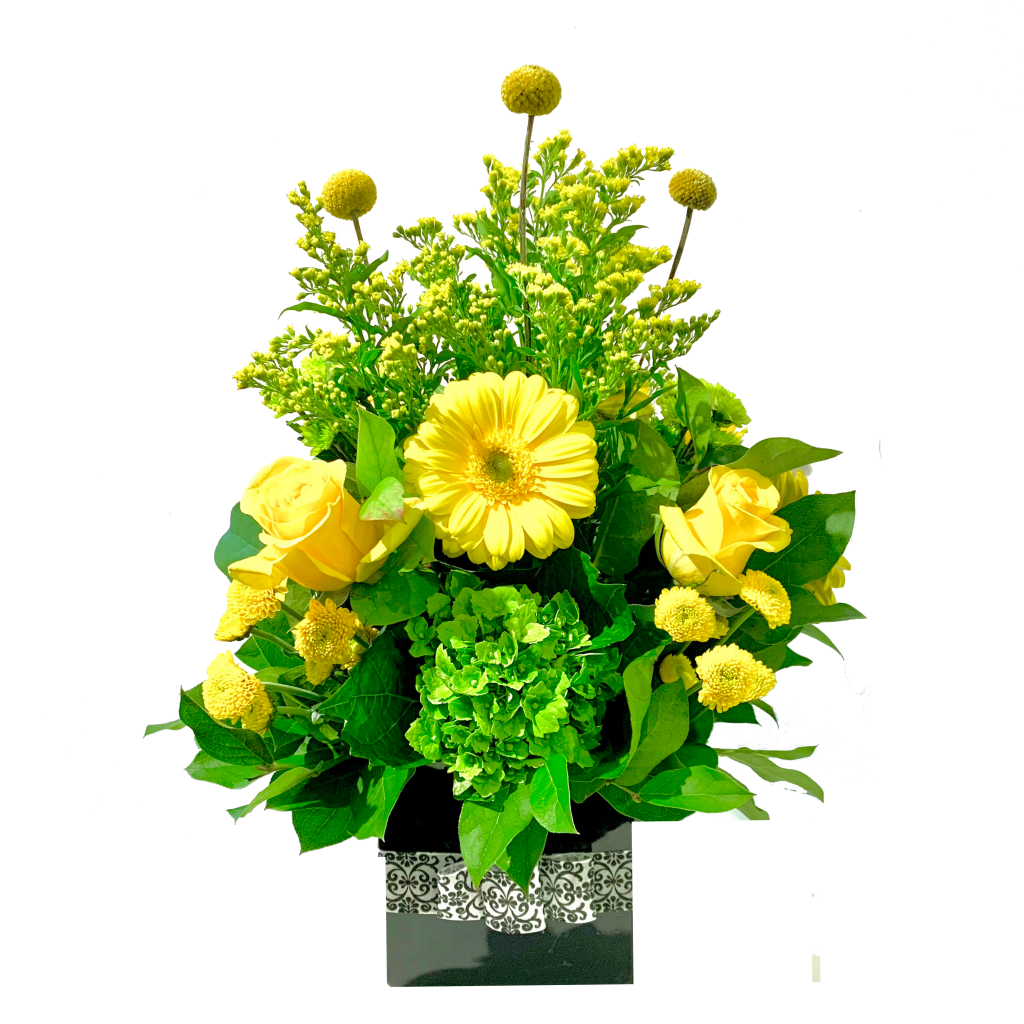 Rising Sunshine - MICRO PLANT STUDIO
