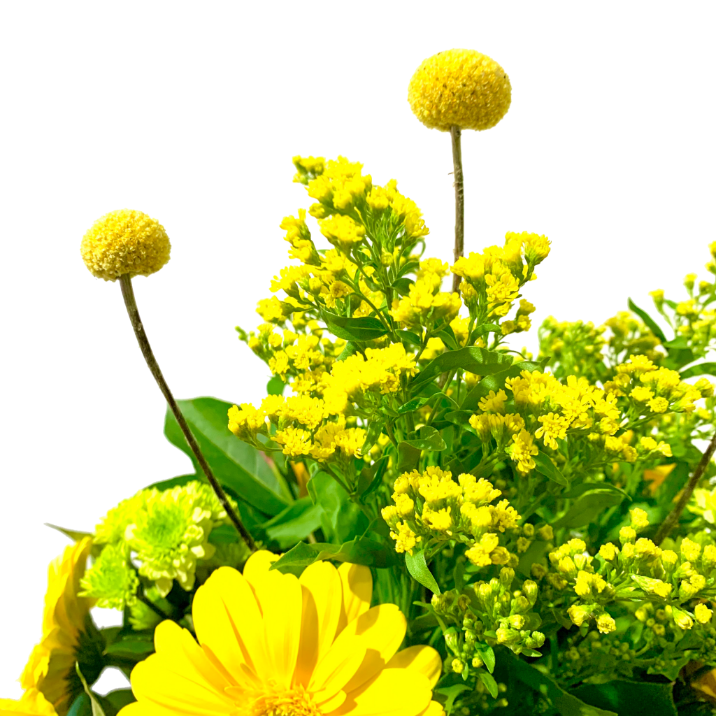 Rising Sunshine - MICRO PLANT STUDIO