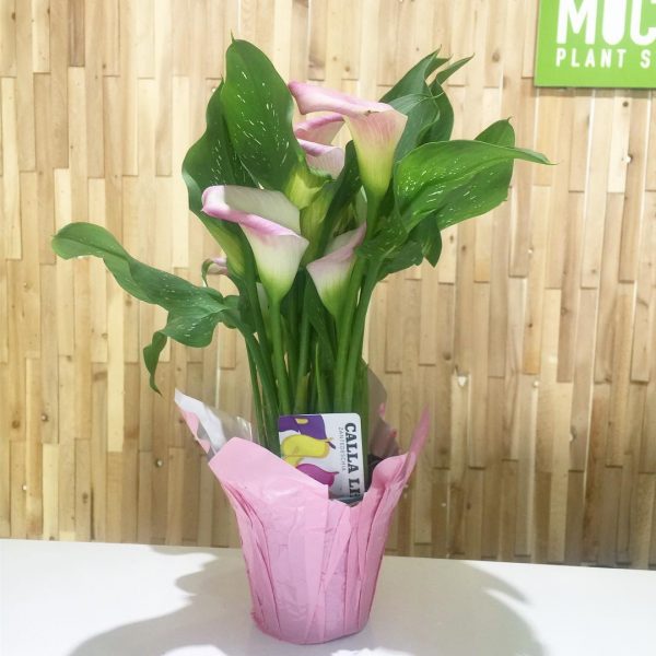 Calla Lilies 4": Pink