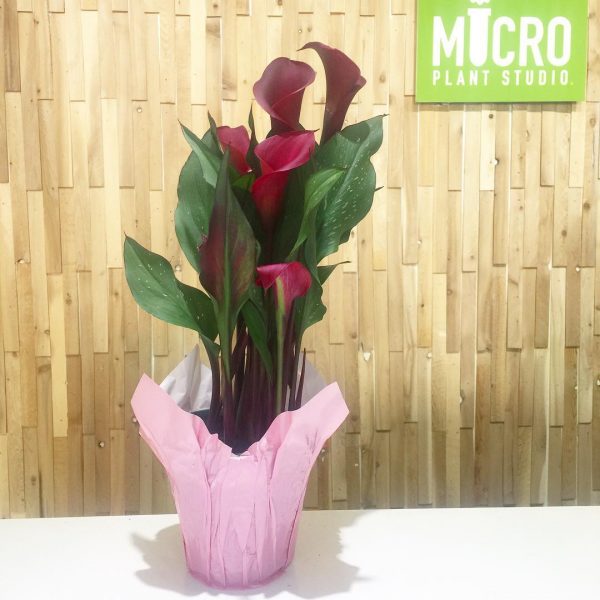 Calla Lilies 4": Deep Red