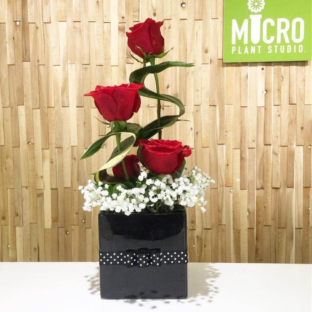 Micro Red Roses Curvy Red Roses - MICRO PLANT STUDIO