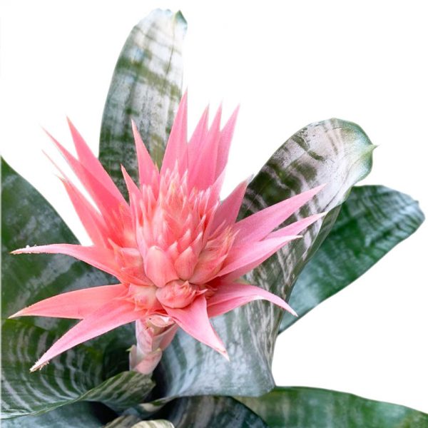 Bromeliad Aechmea Fasciata - Image 3