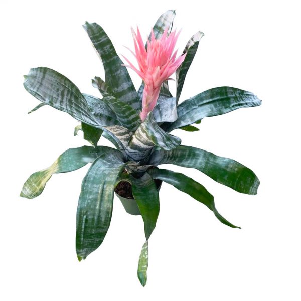 Bromeliad Aechmea Fasciata - Image 2