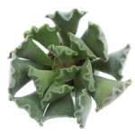 Adromischus 'Key Lime Pie'