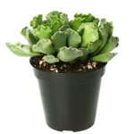Adromischus 'Key Lime Pie' - Image 2