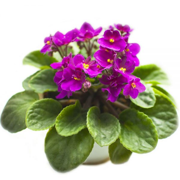 African Violet