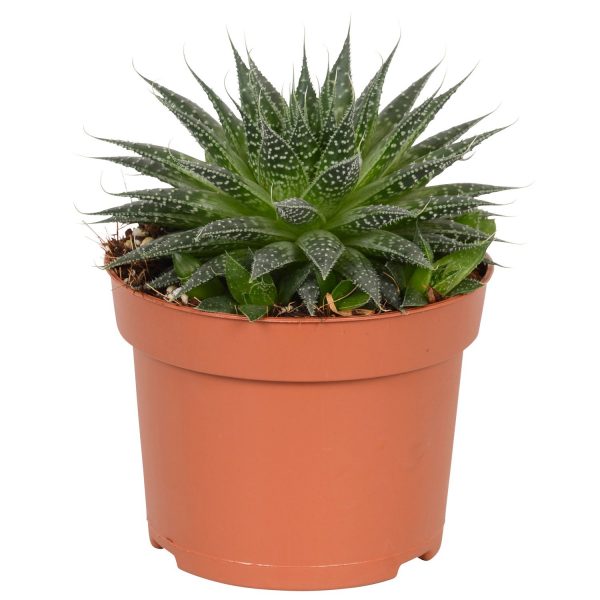 Aloe Aristata - Image 2