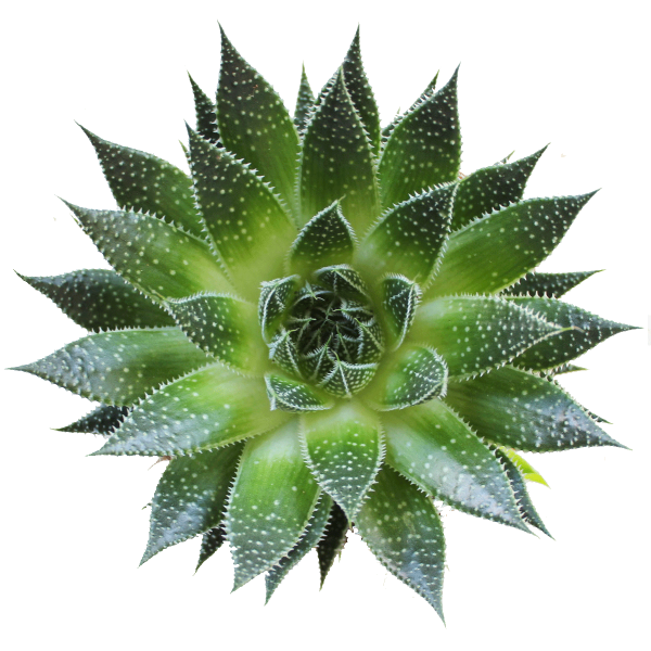 Aloe Aristata